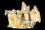 Fossil Bear Dog (Cynodictis) Jaw Section - Occitanie, France #181235-1